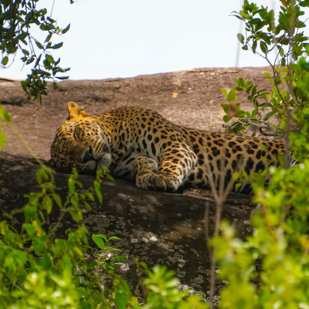 sleeping leopard