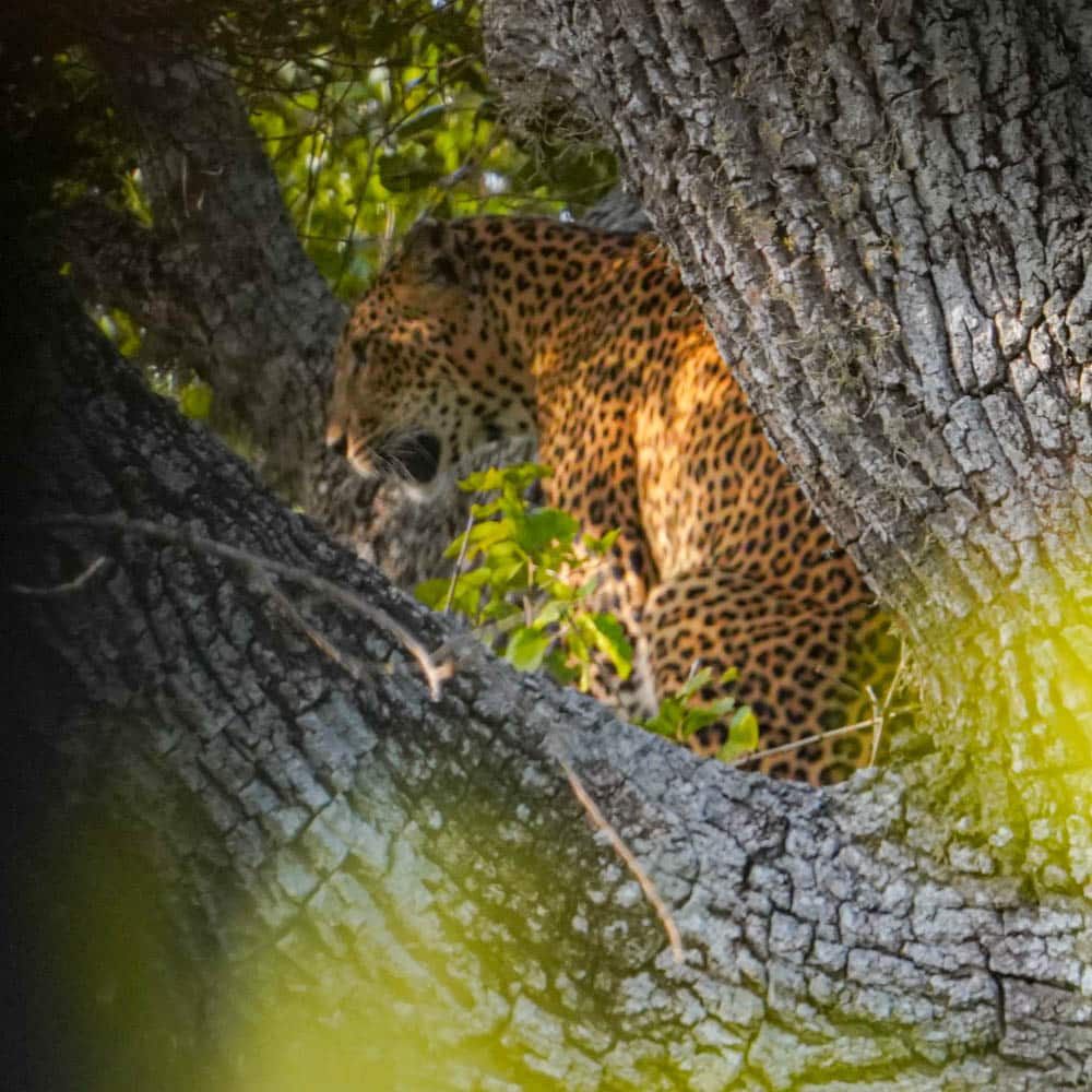 Yala National Park leopard