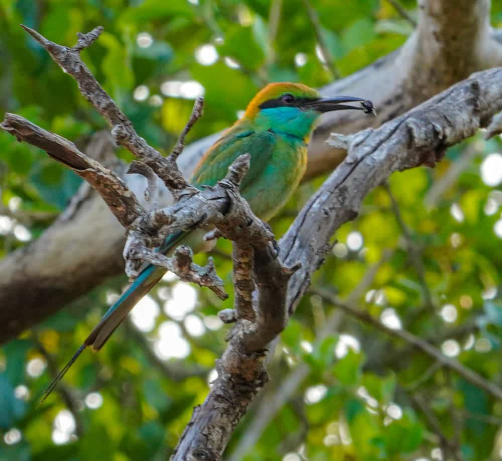 Little green bee eater Sri Lanka