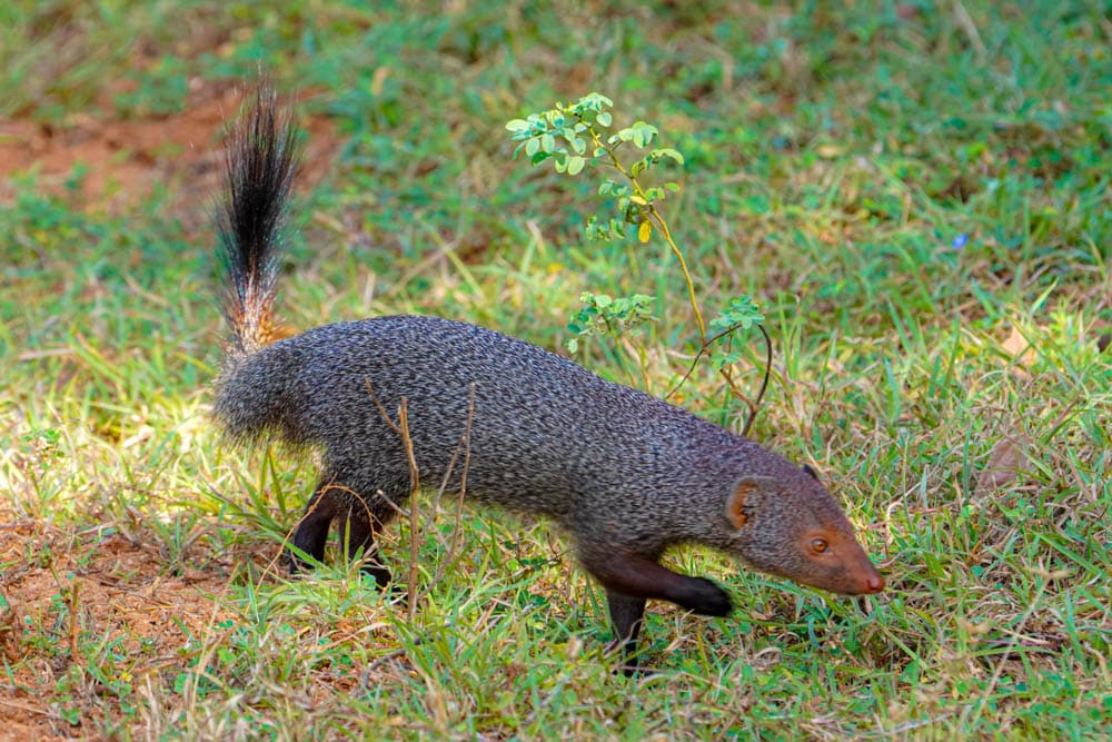 Yala National Park mongoose