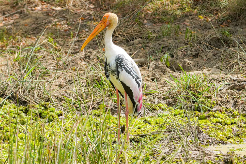 Painted stork Yala