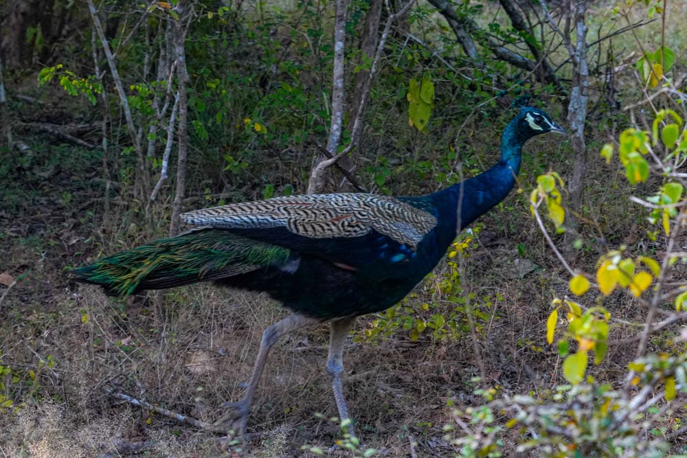 Yala National Park peacock