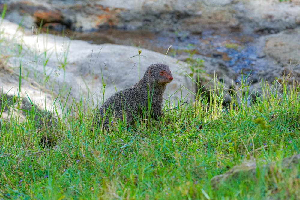 Ruddy mongoose Sri Lanka