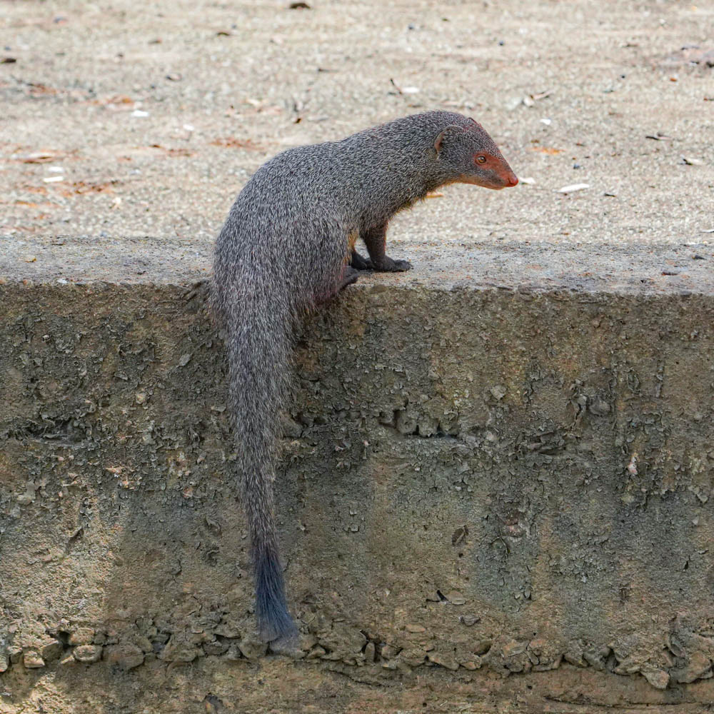 Yala ruddy mongoose