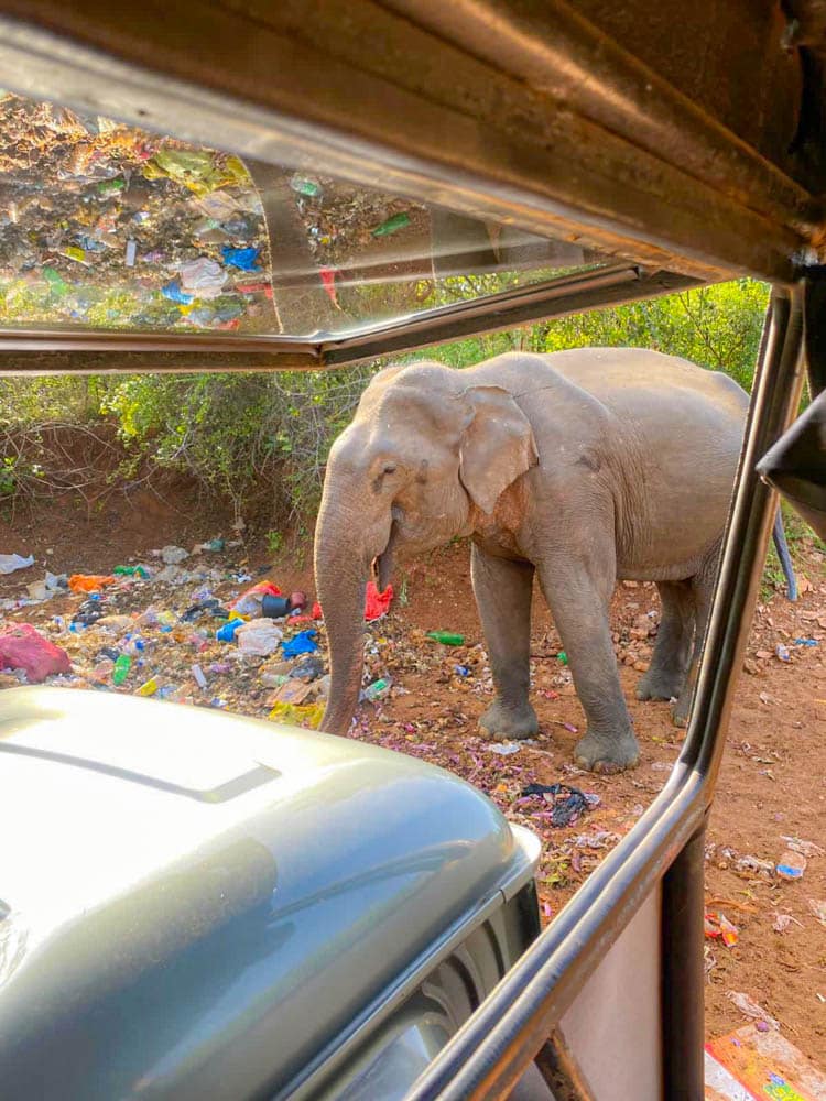 Yala National Park scam