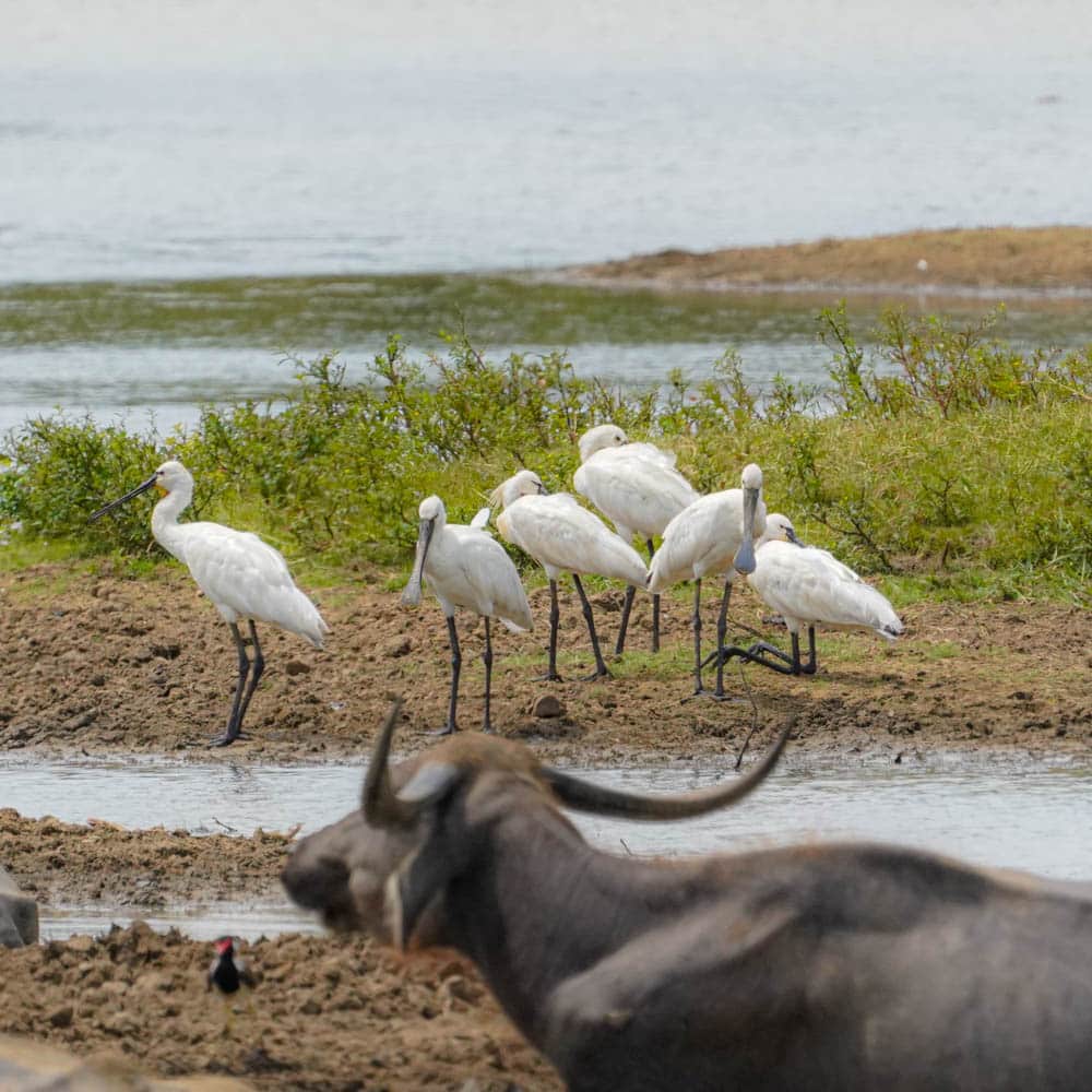 Eurasian spoonbill