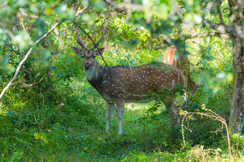 Yala National Park spotted deer