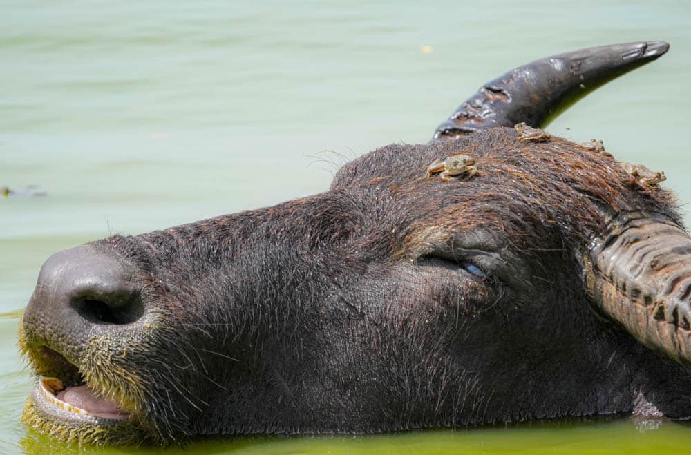 Water buffalo frogs