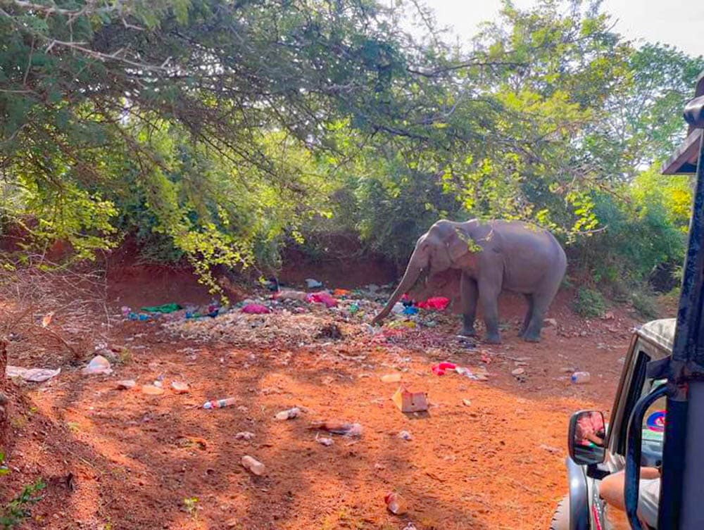 Sri Lanka elephant