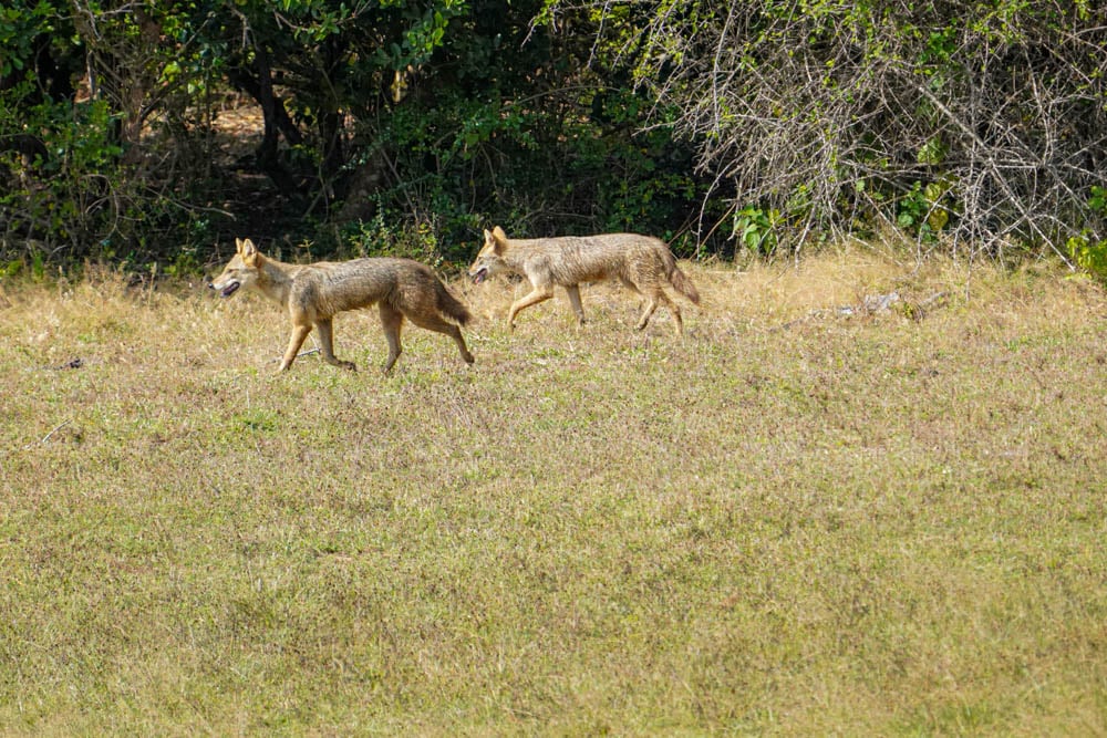 Golden jackals Sri Lanka