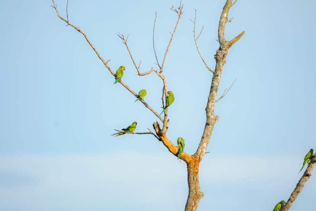 Sri Lanka parakeets