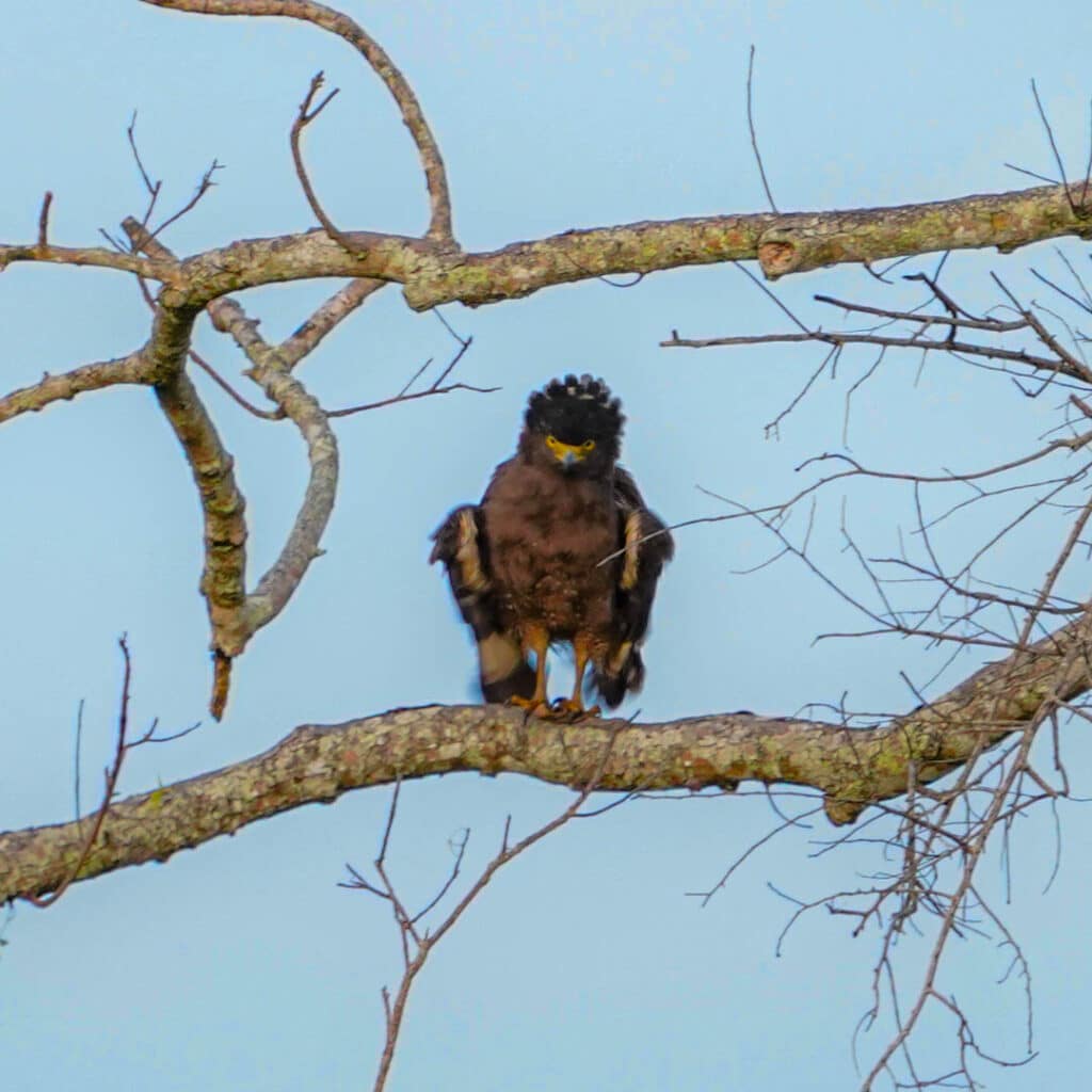 Crested serpent-eagle Sri Lanka