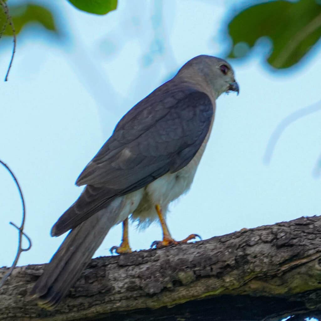 Shikra Sri Lanka