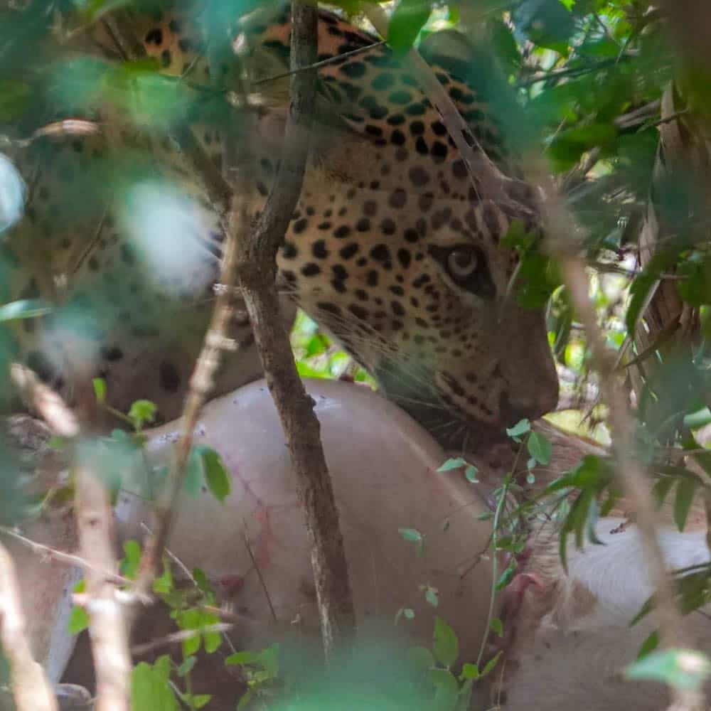 Wilpattu leopard