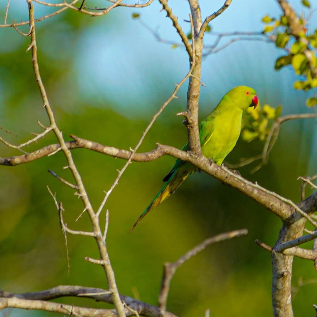 Sri Lanka rose-ringed parakeets