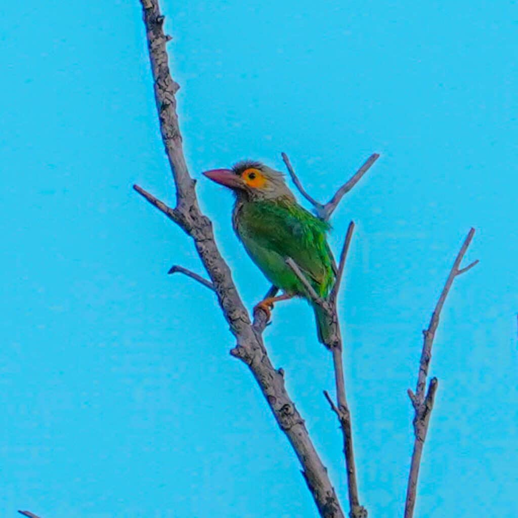 Anuradhapura birding