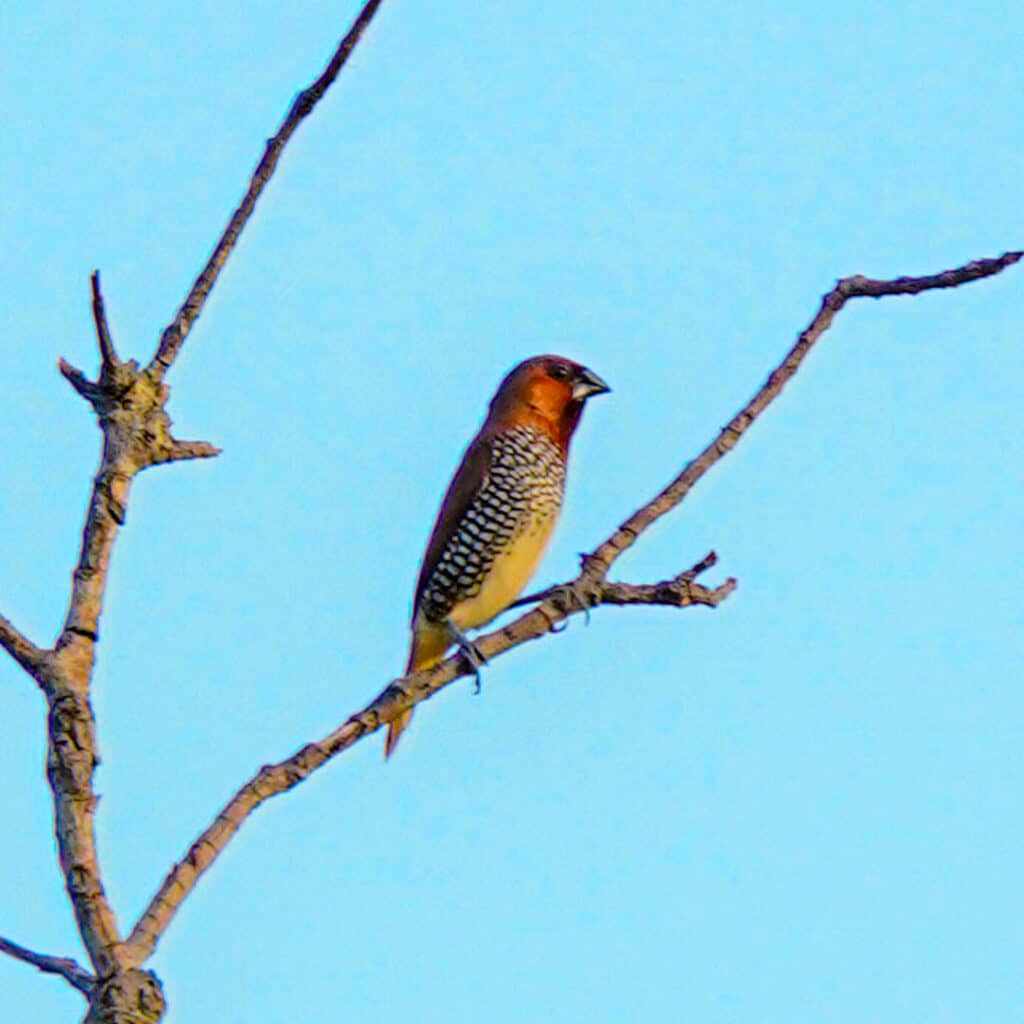 Scaly-breasted munia