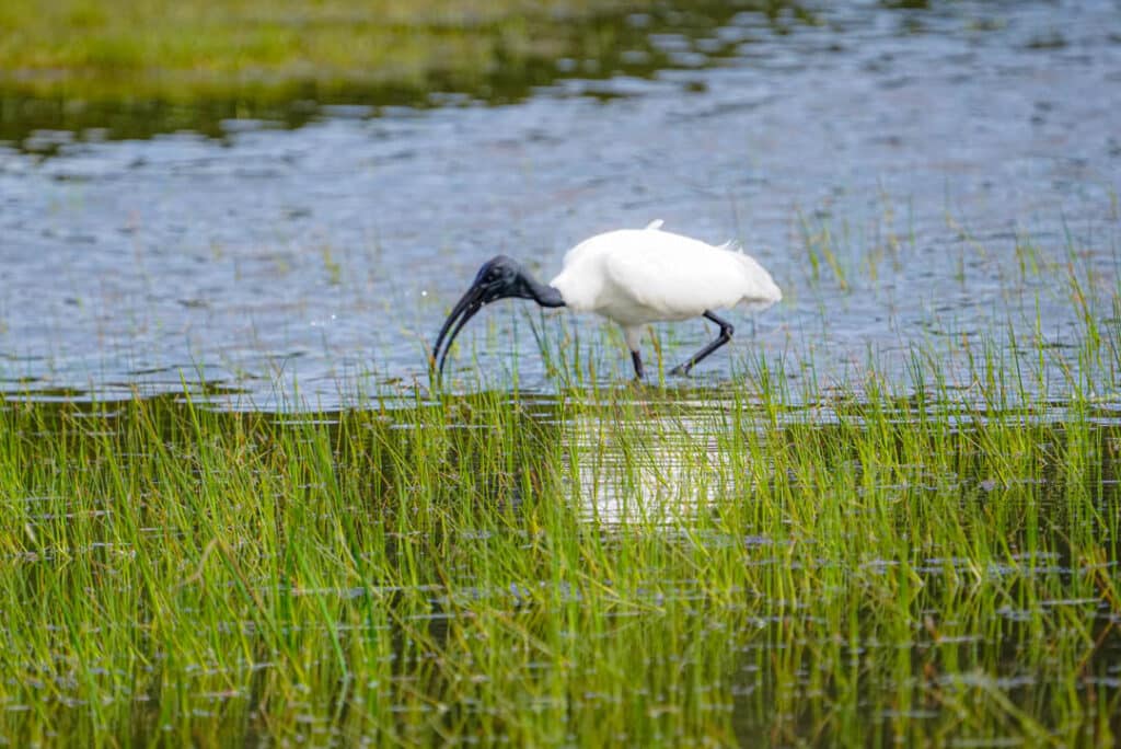 Black-face ibis