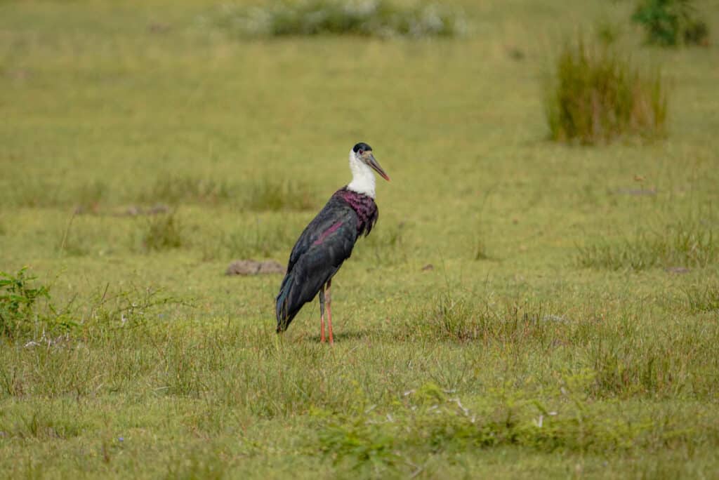 Woolly-necked stork