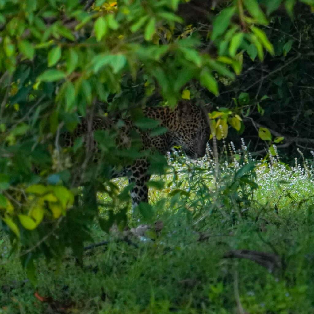 Sri Lanka leopard