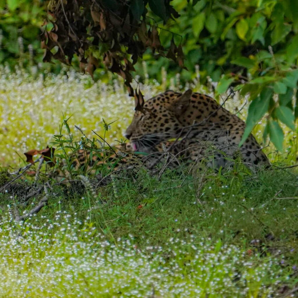 Leopard Wilpattu National Park