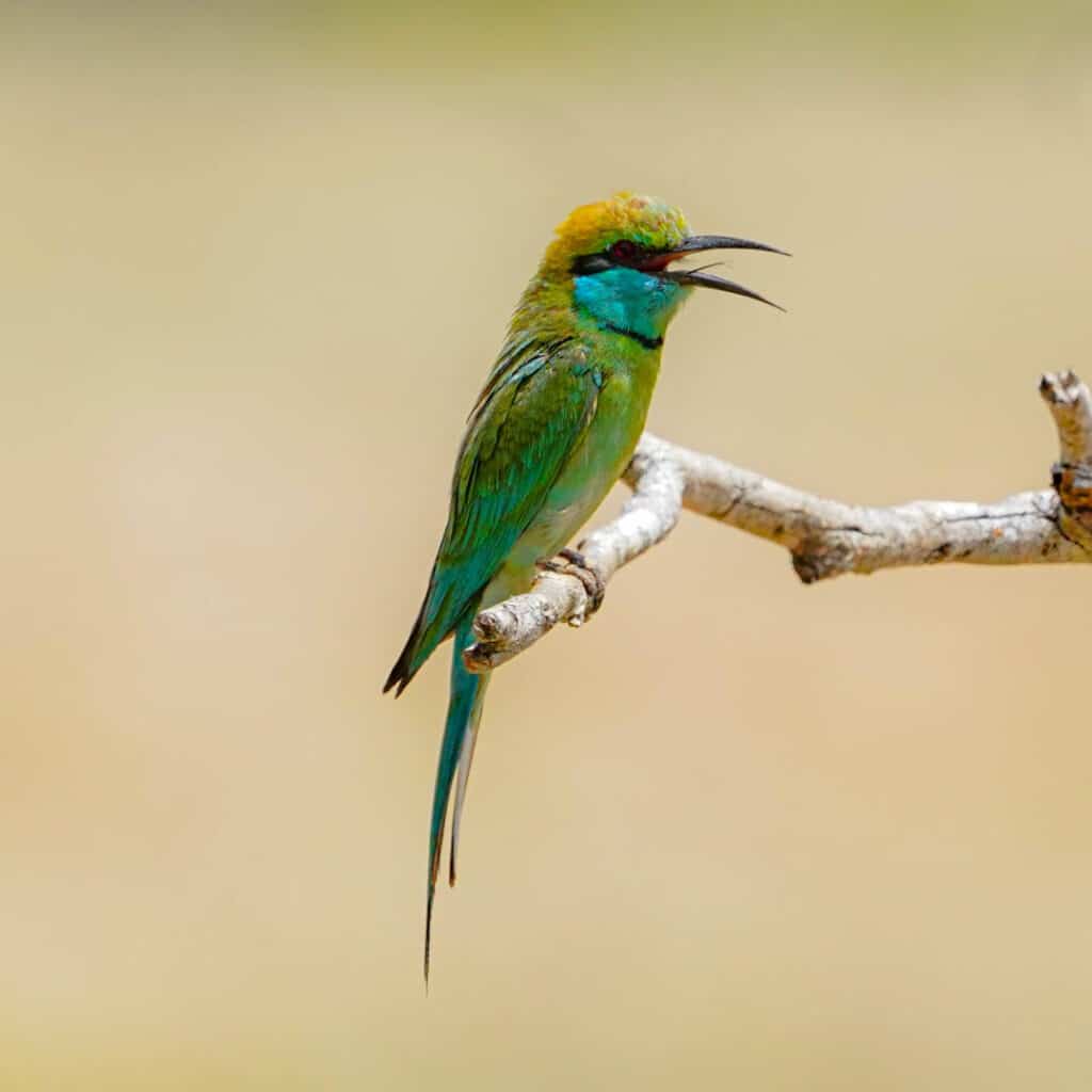 Asian green bee eater