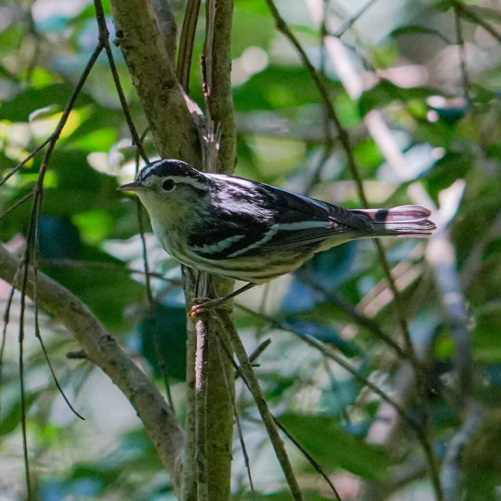 Black-and-white warbler Antigua