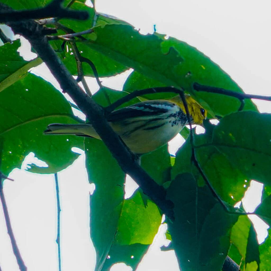 Black-throated green warbler Finca El Pilar