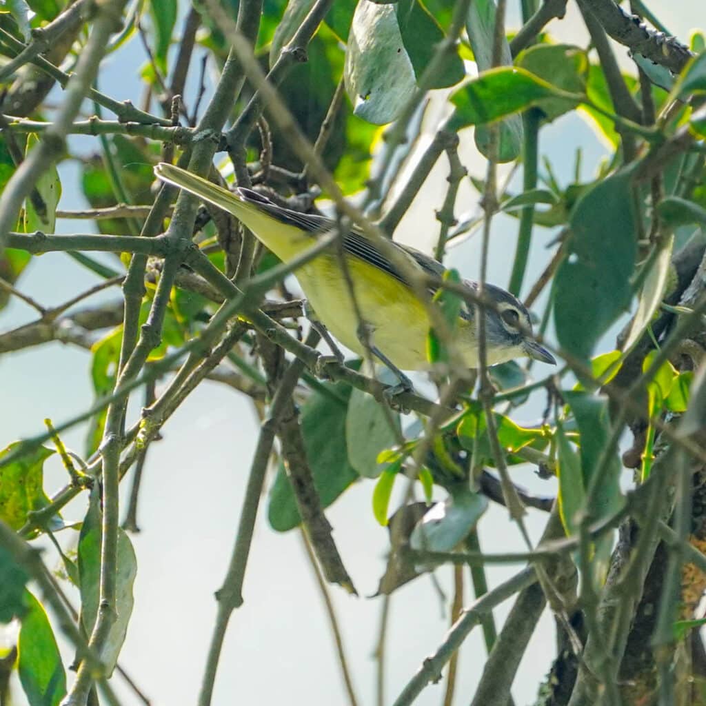 Blue-headed vireo