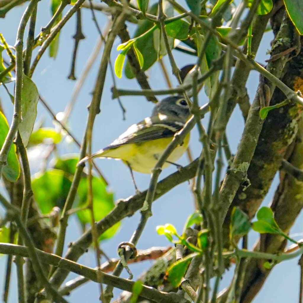 Blue-headed vireo Finca El Pilar