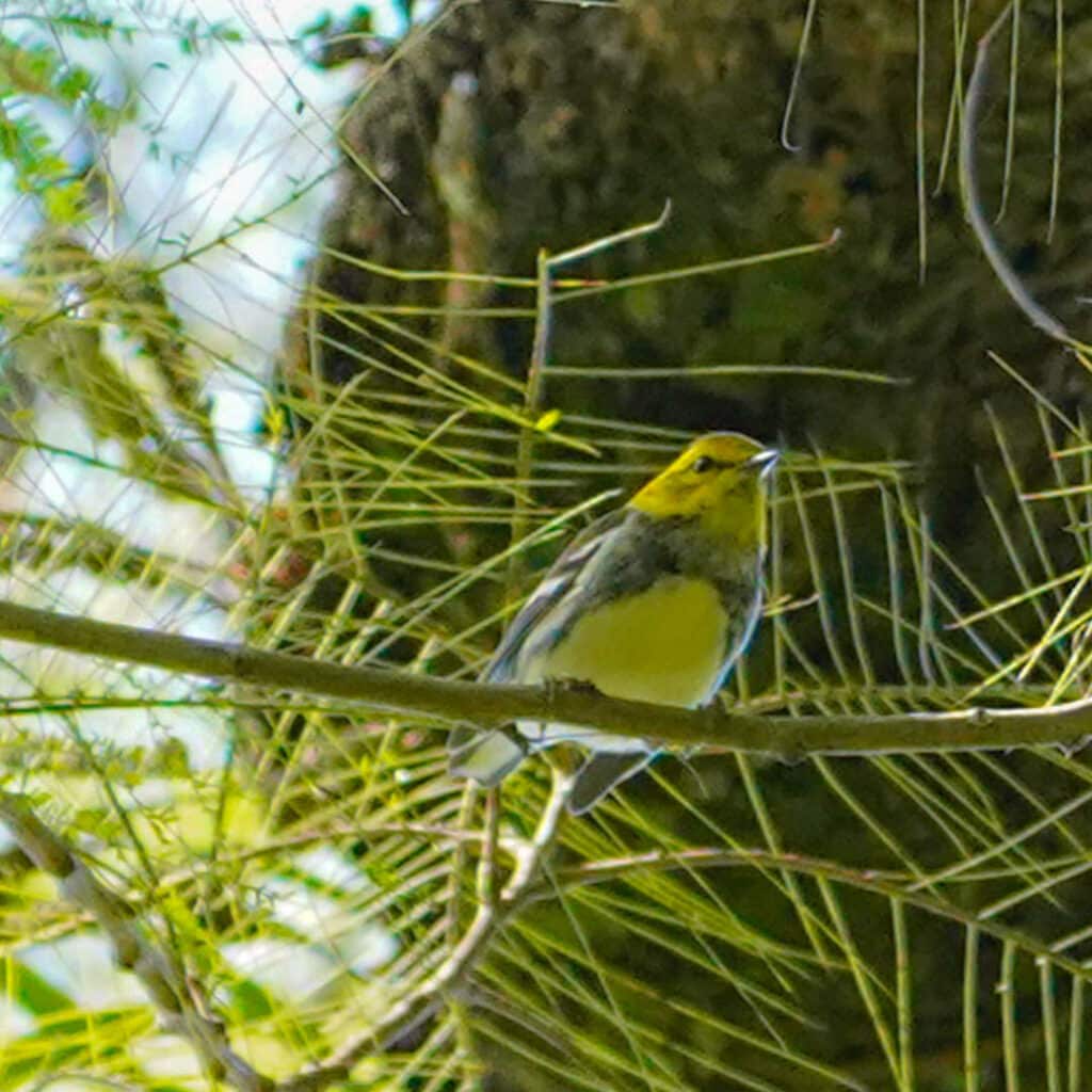 Black-throated green warbler