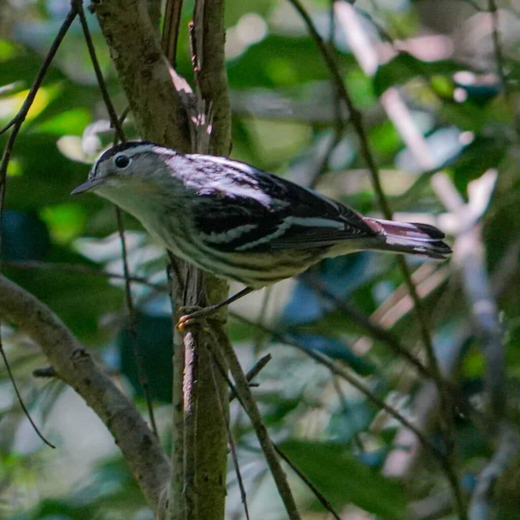 Black-and-white warbler Guatemala