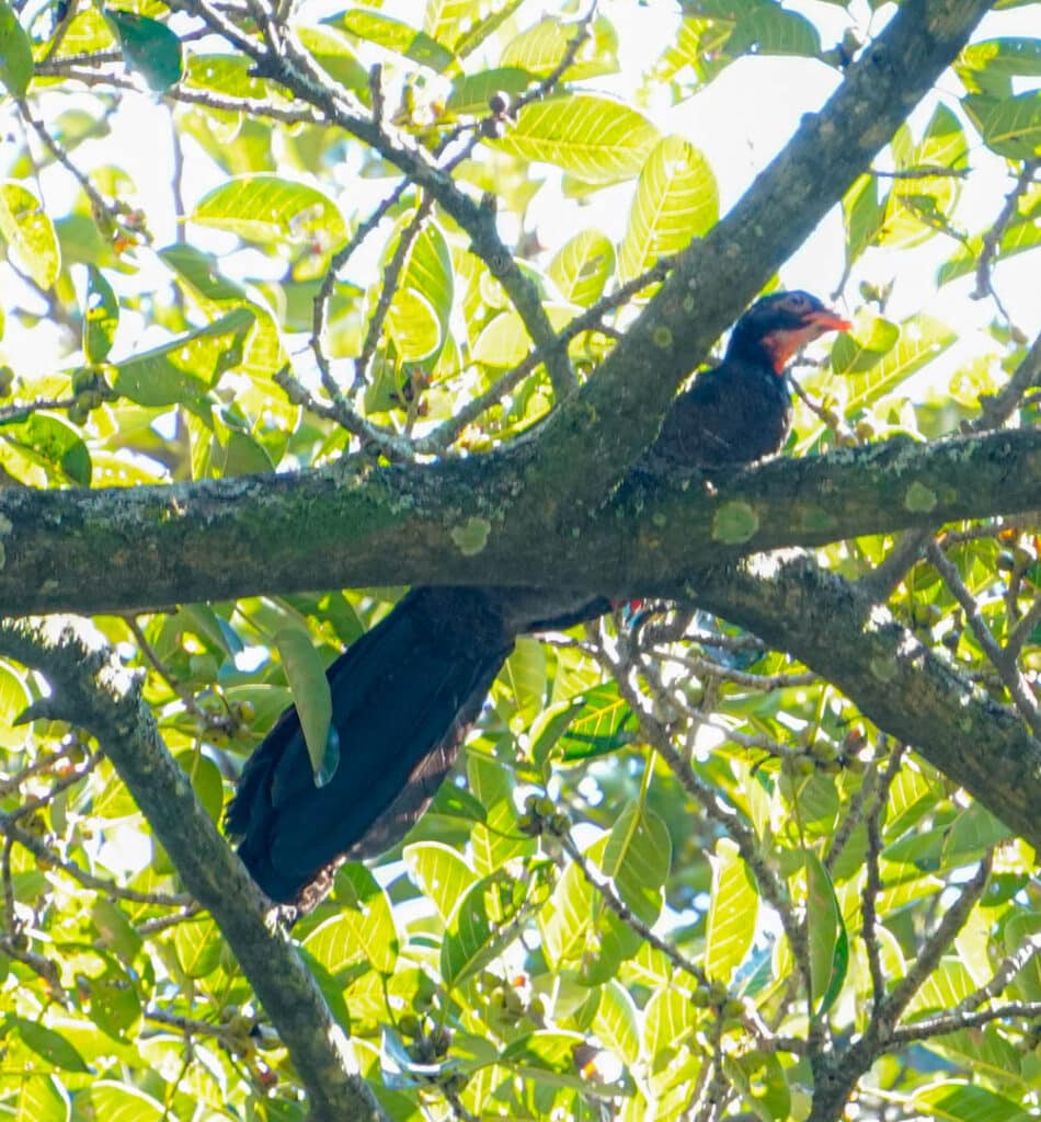 Crested guan Guatemala