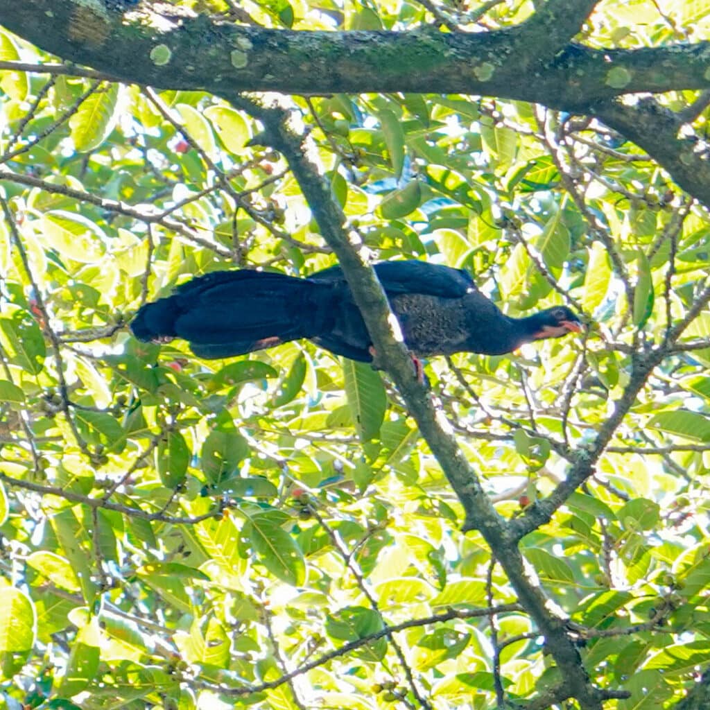 Finca El Pilar birding