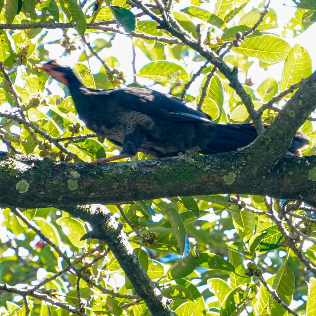 Crested guan Antigua