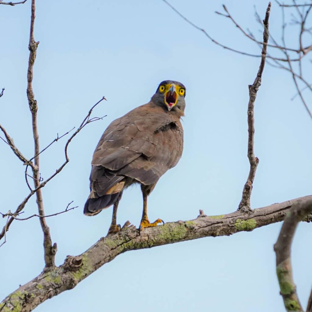 Crested serpent-eagle