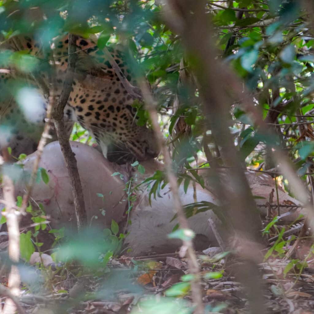 Sri Lanka leopard eating