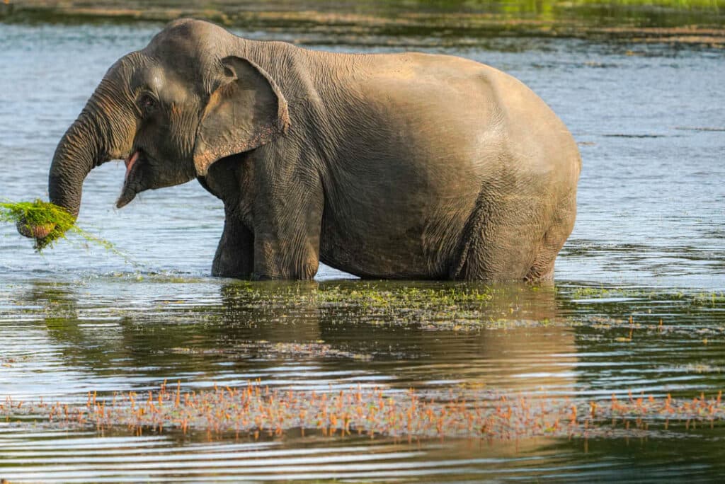 Wilpattu National Park Sri Lanka elephant