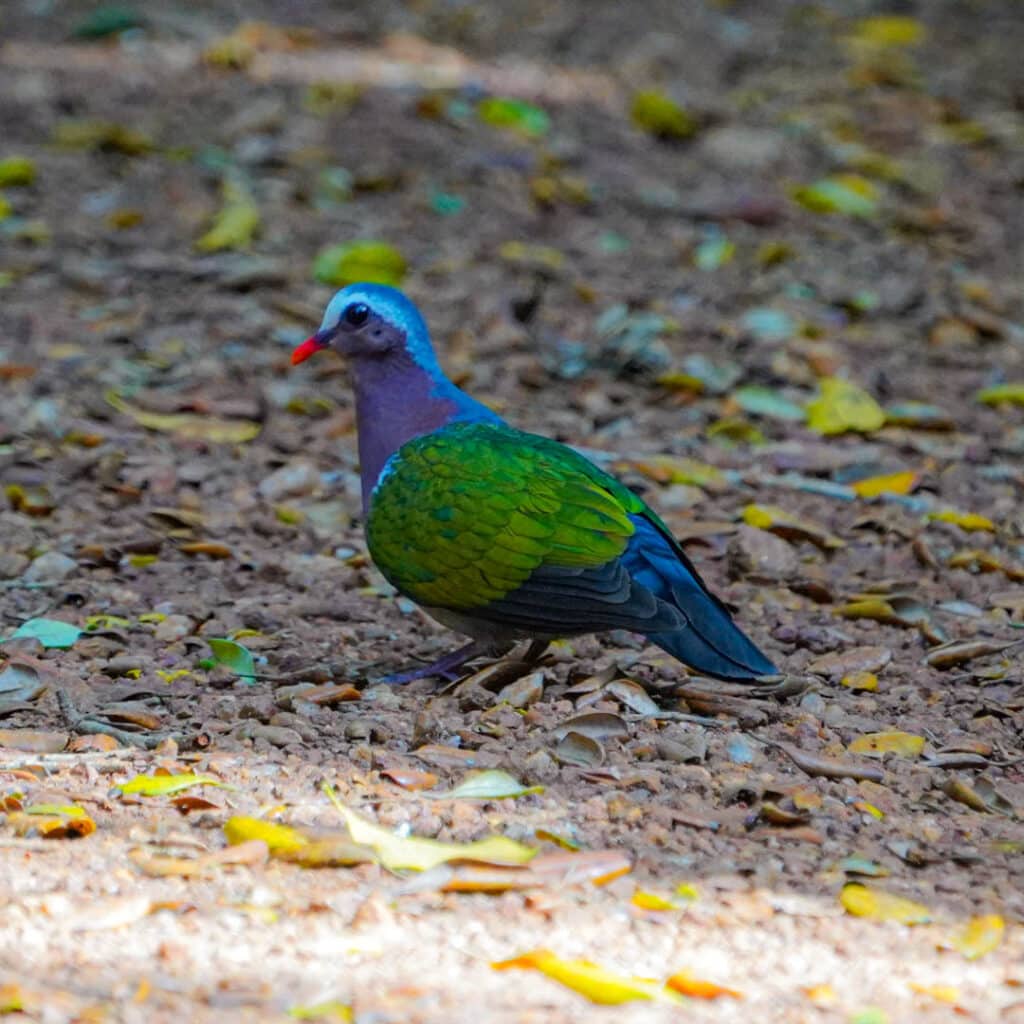 Asian emerald dove