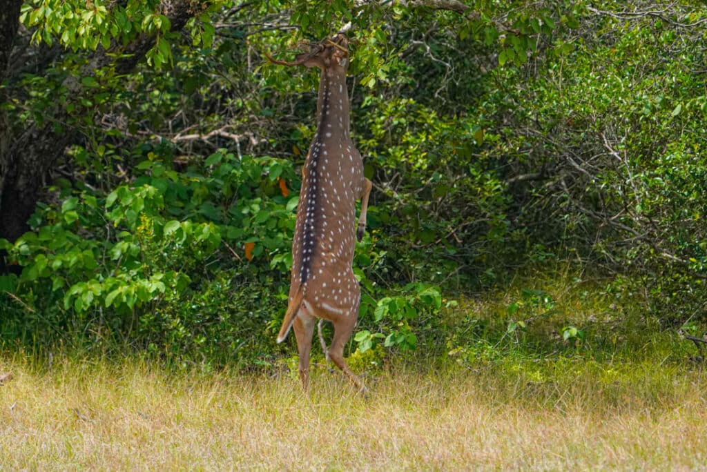 Spotted deer Asia