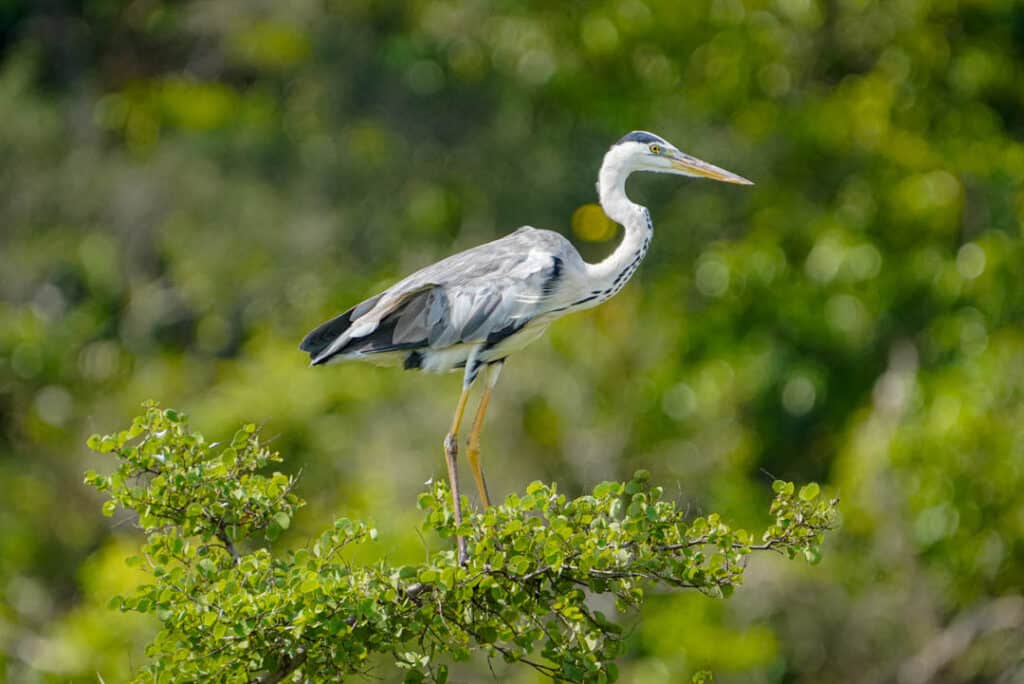 Gray heron Asia