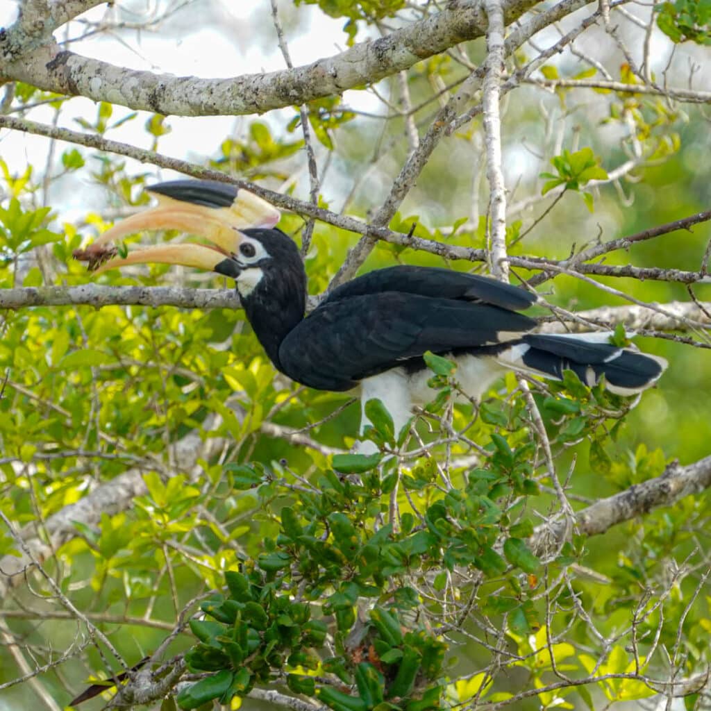 Malabar pied hornbill