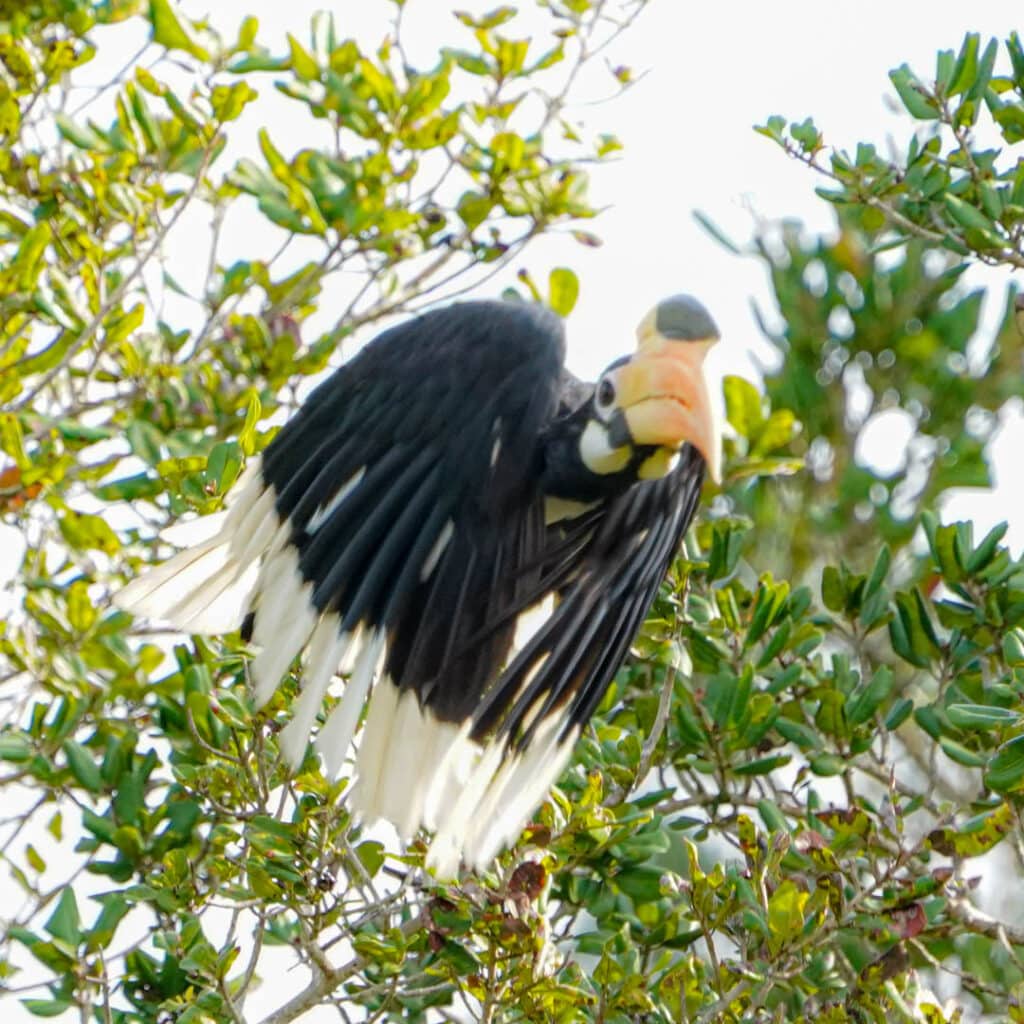 Wilpattu National Park Sri Lanka hornbill