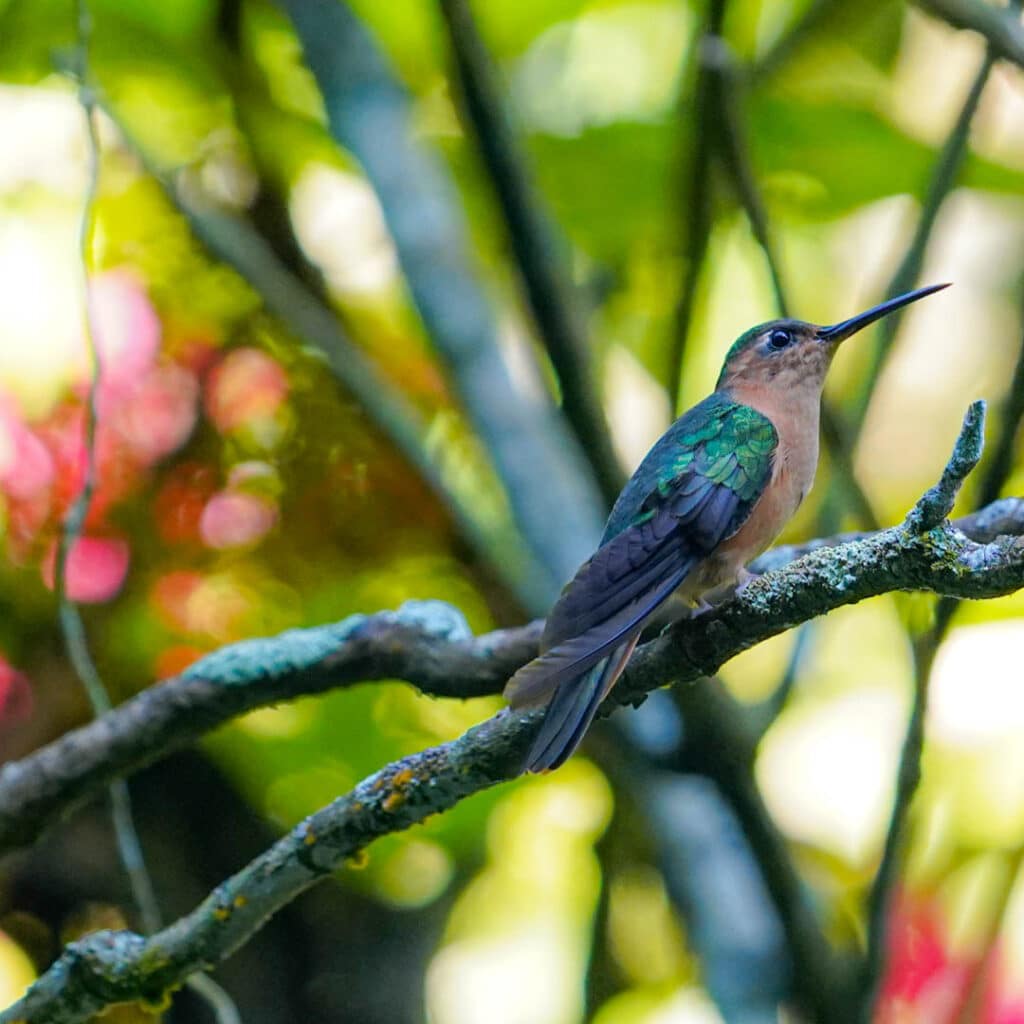 Rufous sabrewing hummingbird