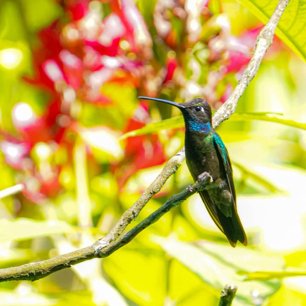 Rivoli's hummingbird