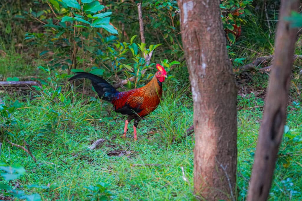 Sri Lanka junglefowl