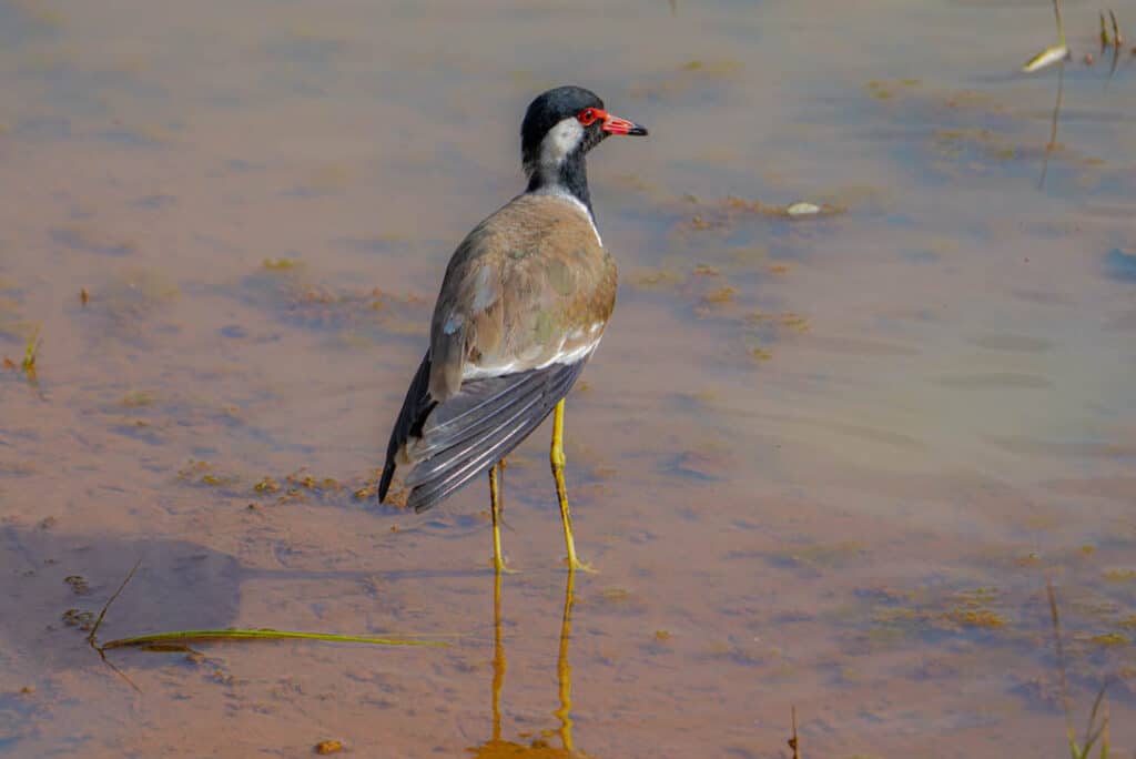 Red-wattled lapwing Sri Lanka