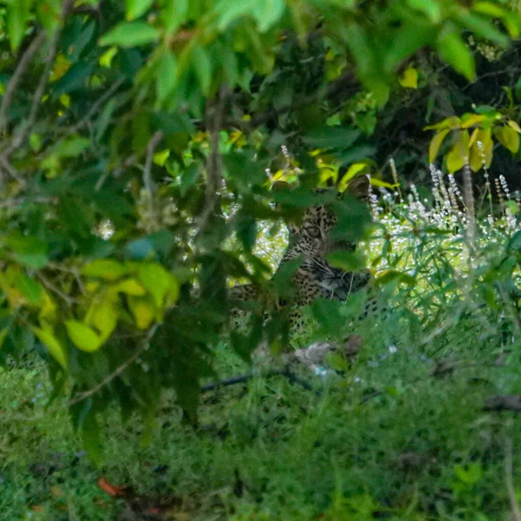 Sri Lanka leopard cub