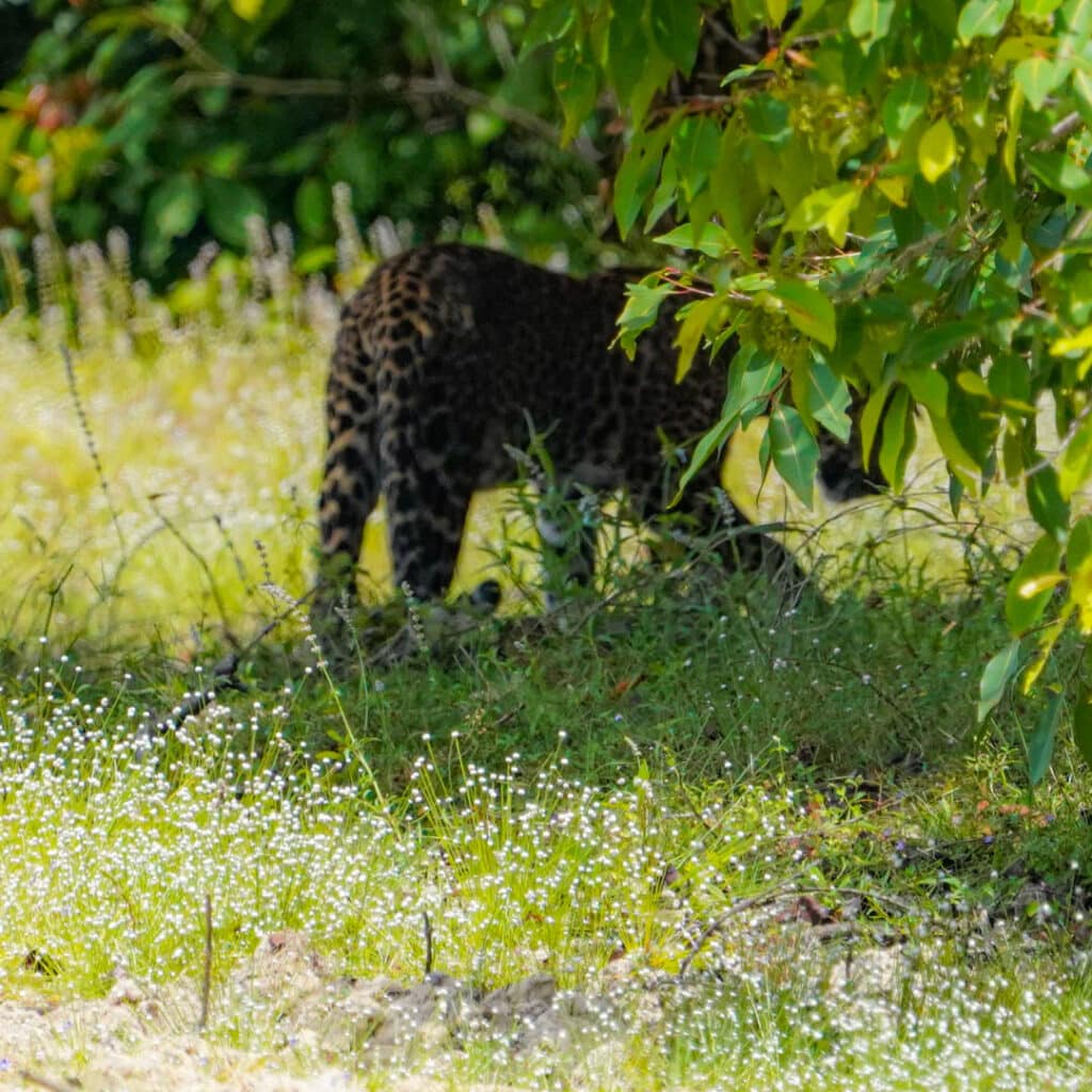 Sri Lanka leopard cub