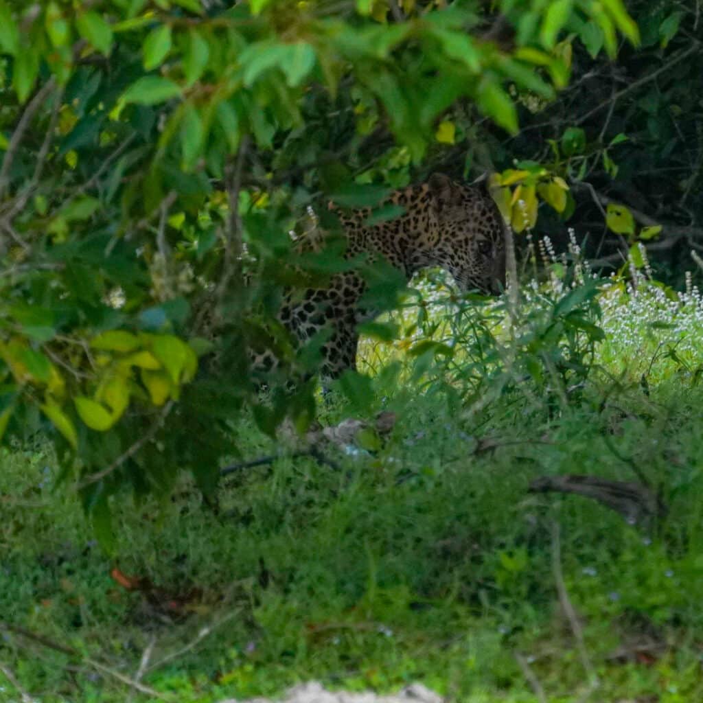 Wilpattu National Park